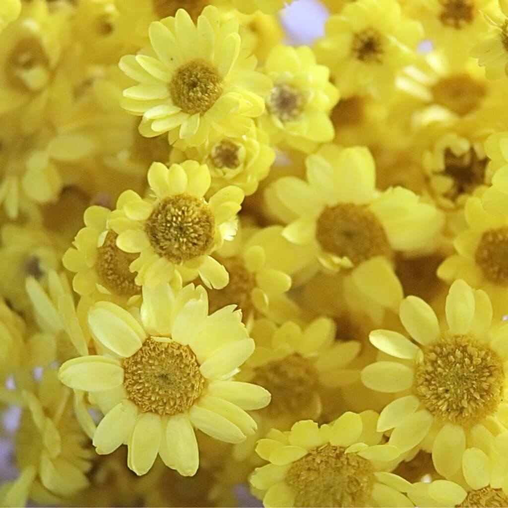 Sušená Glixia Marcella žlutá – sušená květina ve svěží žluté barvě vhodná pro kytice, věnce a výzdobu